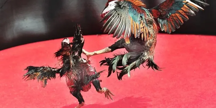 Bật Mí Cách Chơi Đá Gà Sabong 58Win Trăm Trận Trăm Thắng