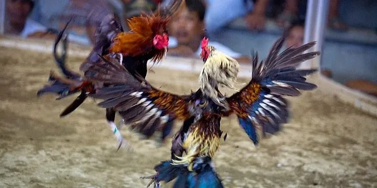 Bật Mí Cách Chơi Đá Gà Sabong 58Win Trăm Trận Trăm Thắng